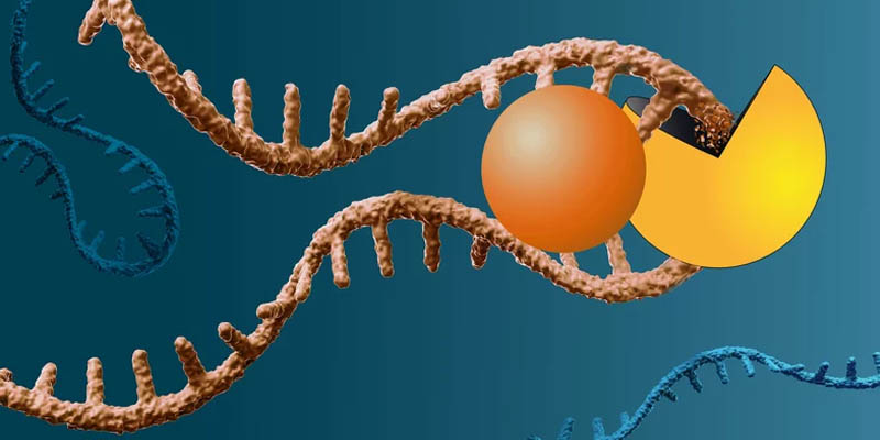 Compuestos inspirados en la naturaleza cortan el ARN del gen del cáncer