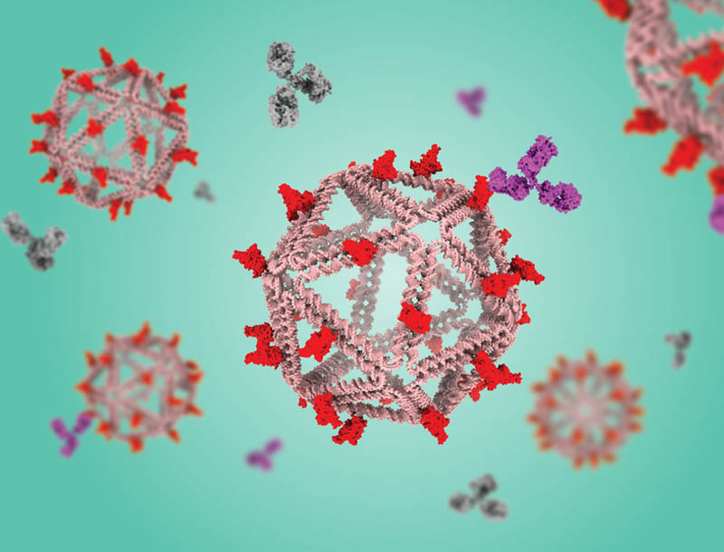 Las partículas de ADN que imitan a los virus son prometedoras como vacunas